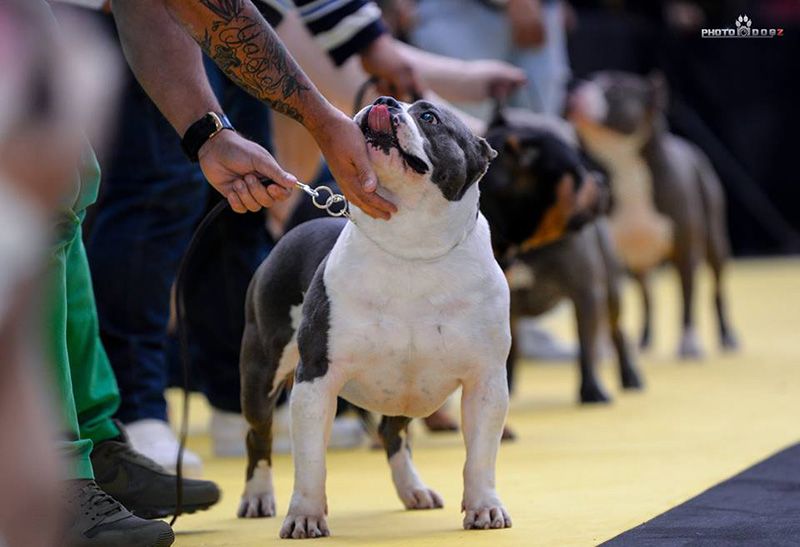 Valdeluz acoge la EuroCup Tour 2017 de España en la que se inscribieron 260 perros de raza American Bully 2 Valdeluz acoge la EuroCup Tour 2017 de España en la que se inscribieron 260 perros de raza American Bully