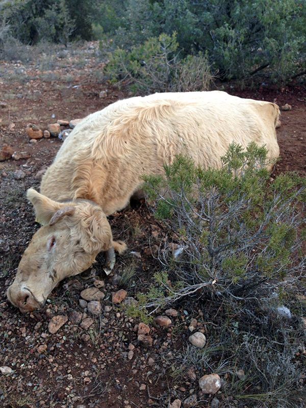 APAG pide la convocatoria de las ayudas por ataques de buitres y para medidas preventivas contra el lobo