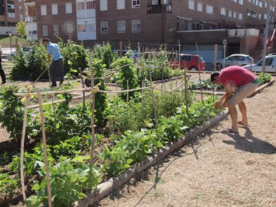 El Ayuntamiento de Cuenca adjudica las 36 parcelas de los huertos sociales del barrio de Villa Román