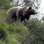 Fallece la osa Tola, el gran símbolo de la lucha contra el furtivismo que vivió en El Hosquillo