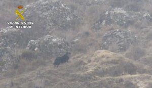 La Guardia Civil resuelve el misterio de la supuesta pantera de Guadalajara