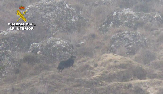La Guardia Civil resuelve el misterio de la supuesta pantera de Guadalajara