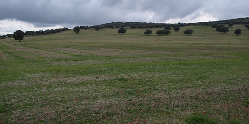 La Junta aprueba 7,5 millones de euros en ayudas para tratamientos selvícolas en los montes de la provincia de Cuenca