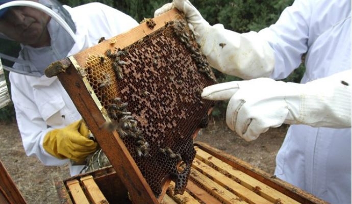 Un ingeniero de Cuenca crea un revolucionario invento 'anti-robo' para apicultores