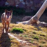 Un juzgado de Guadalajara condena a la Junta a indemnizar a un ganadero de Guadalajara por ataques de lobos a su ganado