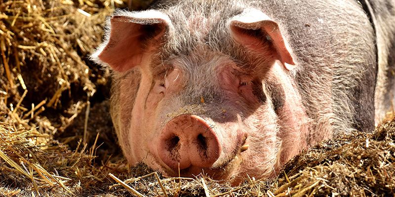 Unión de Uniones valora el aumento de los precios del porcino durante 2017 de un 11,50% respecto a 2016