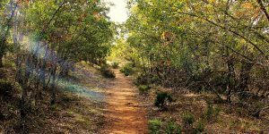 Yebes promociona el bosque de Valdenazar con un vídeo que exhibe su riqueza paisajística y ambiental