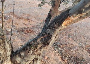 Declarada la comarca de emergencia cinegética por daños de conejo de monte