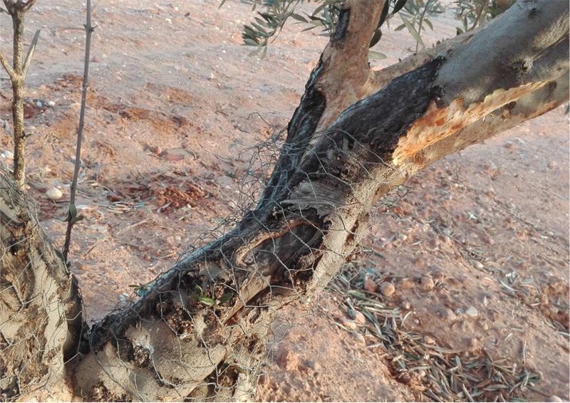 Declarada la comarca de emergencia cinegética por daños de conejo de monte