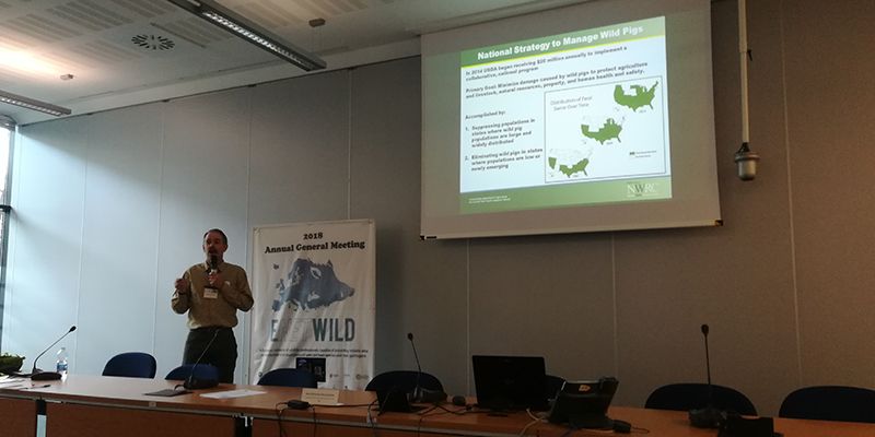 El IREC coordina el debate europeo sobre las prácticas de recopilación de datos sobre la abundancia y distribución del jabalí