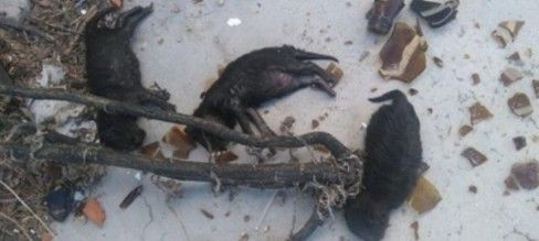 El PACMA critica a PSOE y Podemos por apoyar a los cazadores y no a los animalistas en Castilla La Mancha