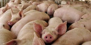 El PP recuerda que las macrogranjas no se pueden instalar sin los permisos previos de la Junta de Comunidades