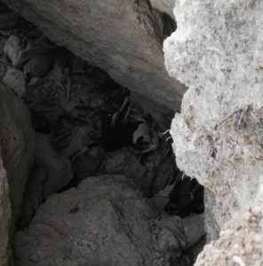 Encuentran una fosa en un paraje de Tarancón varios perros muertos