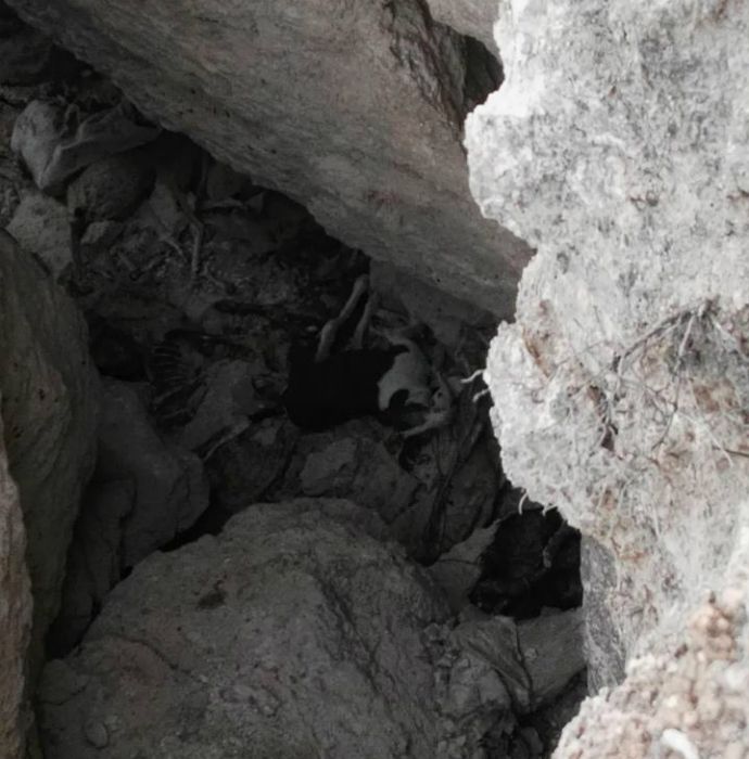 Encuentran en una fosa de un paraje de Tarancón varios perros muertos 1 Encuentran una fosa en un paraje de Tarancón varios perros muertos