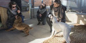 Hogar Amigo estrena instalaciones mejoradas alcanzando el “cero absoluto” en sacrificios