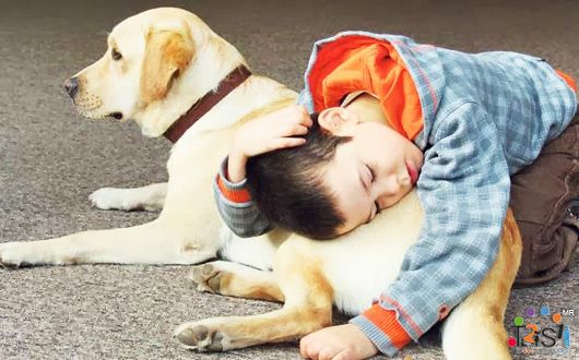 La Junta finaliza el borrador del anteproyecto de la Ley de Acceso al Entorno de Personas con Discapacidad Acompañadas de Perros de Asistencia