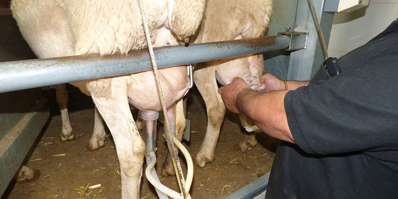 La sectorial ganadera de ASAJA CLM analizará la situación del mercado de la leche de ovino en la región