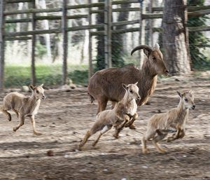 Nacen nuevas crías en el Zoo municipal de Guadalajara 2 Nacen nuevas crías en el Zoo municipal de Guadalajara