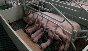 Presentan un recurso contra la autorización de la Junta a la granja de las 2.600 cerdas en Almendros