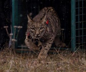 Reeintroducidos, con los dos ejemplares de hoy, 70 linces ibéricos en Castilla-La Mancha a través del proyecto Life+Iberlince