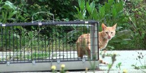 Una docena de voluntarios colaborarán en el plan de control de colonias felinas de Yebes y Valdeluz