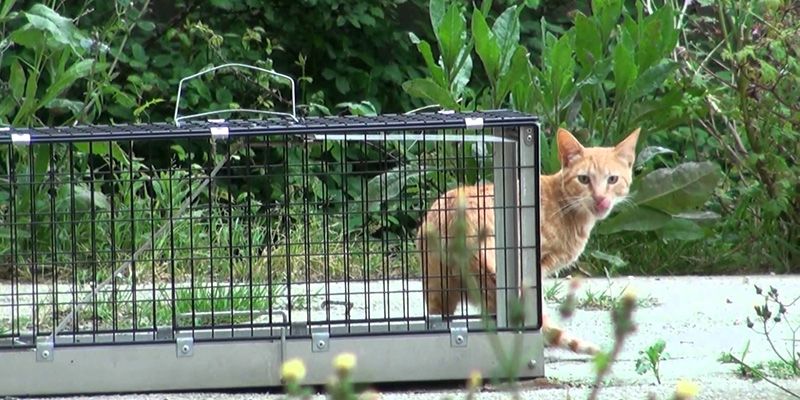 Una docena de voluntarios colaborarán en el plan de control de colonias felinas de Yebes y Valdeluz