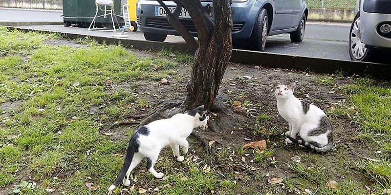 Yebes implanta un plan de gestión para el control de las colonias de gatos callejeros del municipio