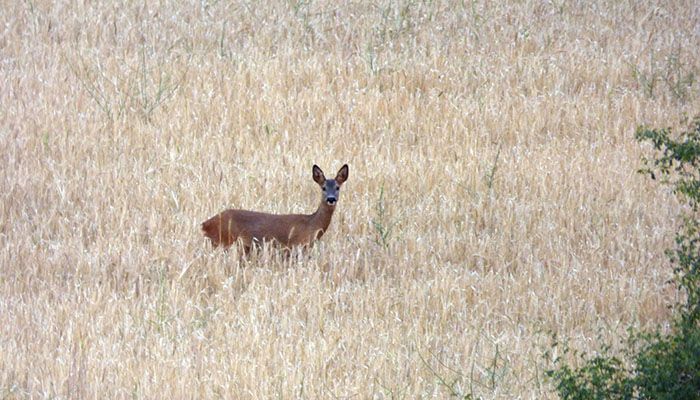 ASAJA Cuenca pide que se prorrogue la declaración de emergencia cinegética, la inclusión de más términos municipales y medidas para paliar los daños de los corzos