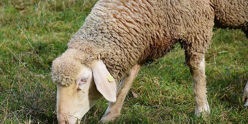Castilla La Mancha ha perdido el 8,12% de sus explotaciones de ovino de leche durante 2017