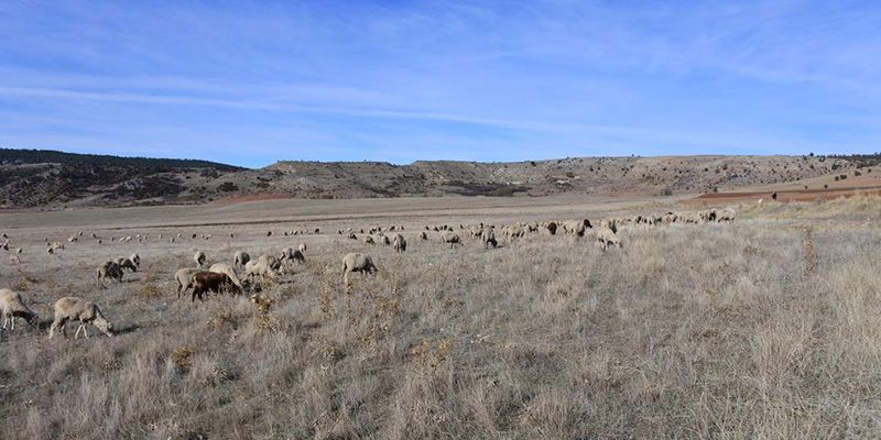 Castilla-La Mancha pone en marcha jornadas sobre el Programa Sanitario de Vigilancia y Control de la agalaxia contagiosa en ovinos y caprinos