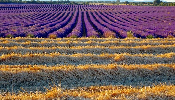 Castilla-La Mancha y el Festival de la Lavanda de Brihuega se convierten en referente turístico para los medios de comunicación alemanes
