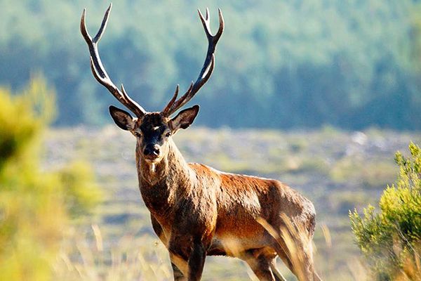 Dos detenidos y cuatro investigados en Cuenca por cazar de manera furtiva 43 ciervos y dos gamos y comercializar su carne