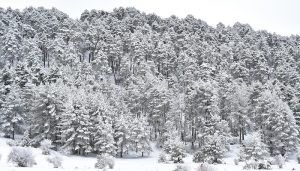 El Ayuntamiento de Cuenca presenta el proyecto ‘Urban Forest Innovation Lab’ a la convocatoria de la Iniciativa Acciones Innovadoras Urbanas (FEDER)