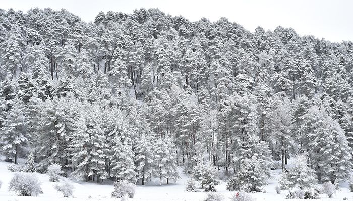 El Ayuntamiento de Cuenca presenta el proyecto ‘Urban Forest Innovation Lab’ a la convocatoria de la Iniciativa Acciones Innovadoras Urbanas (FEDER)