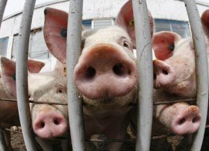 El TSJCM declara nula la autorización ambiental de Junta a una granja de cerdos en Torrejoncillo y constata contaminación del agua