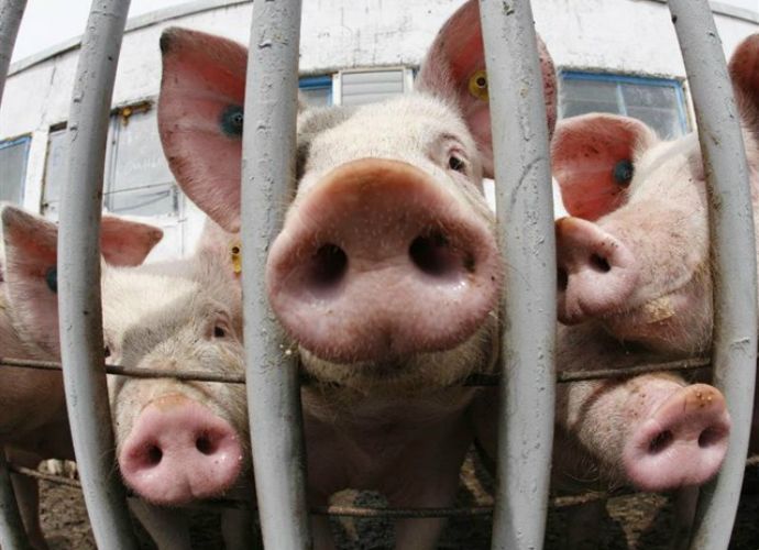 El TSJCM declara nula la autorización ambiental de Junta a una granja de cerdos en Torrejoncillo y constata contaminación del agua