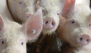 Priego se echa a la calle este sábado para evitar ser el pueblo de los 20.000 gorrinos