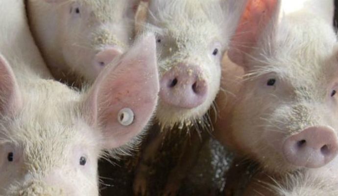 Priego se echa a la calle este sábado para evitar ser el pueblo de los 20.000 gorrinos