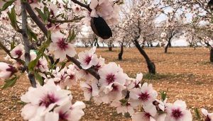 Agricultores de La Manchuela alertan del riesgo de la avispilla para el cultivo del almendro y piden medidas para evitar que se propague la plaga