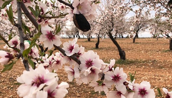 Agricultores de La Manchuela alertan del riesgo de la avispilla para el cultivo del almendro y piden medidas para evitar que se propague la plaga