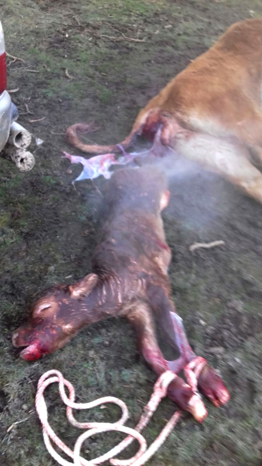 APAG denuncia que se intensifican los ataques de lobos en la Sierra