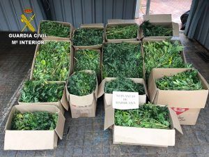 Tres detenidos y 703 plantas de marihuana incautadas en una casa en Albalate de Zorita