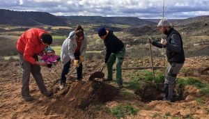 Un olmo mil historias, el Grupo AEGITHALOS plantó tres ejemplares autóctonos en el camino del Olmillo, Brihuega