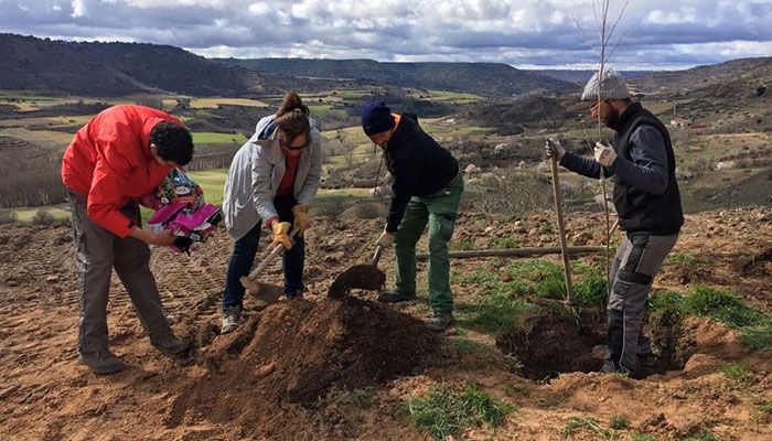 Un olmo mil historias, el Grupo AEGITHALOS plantó tres ejemplares autóctonos en el camino del Olmillo, Brihuega