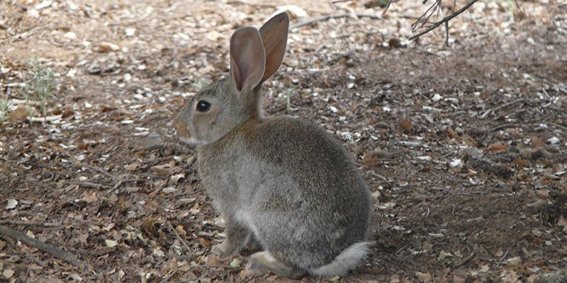 Unión de Uniones de Castilla-La Mancha apoya las reivindicaciones de la Plataforma de Afectados por la Plaga de Conejos