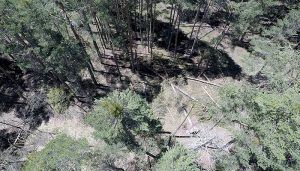 Comienzan los trabajos de recuperación en la Serranía de Cuenca tras las nevadas del mes de abril