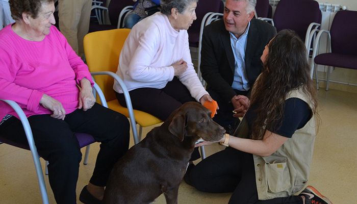 Cuatro Centros de Mayores de Guadalajara desarrollan terapias con perros para estimular y mejorar la percepción multisensorial de sus usuarios Las sesiones terapéuticas consiguen excelentes resultados a nivel psicológico, físico, emocional y social entre los usuarios, que generalmente son mayores con deterioro cognitivo en fase inicial.