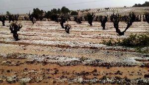 Daños en el viñedo de Minglanilla y Graja de Iniesta por la tormenta de granizo