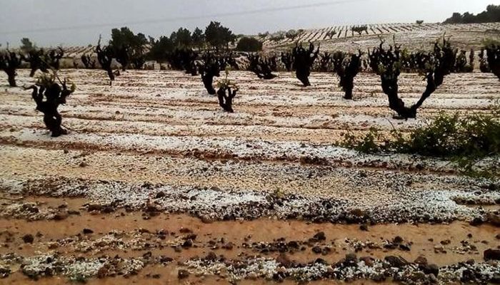 Daños en el viñedo de Minglanilla y Graja de Iniesta por la tormenta de granizo