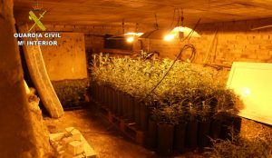 Detenido por cultivar 1.648 plantas de marihuana en una vivienda unifamiliar de Almadrones